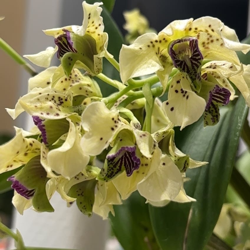 Photo of the plant species Miva Abracadabra by @Wineandvine named Naomi on Greg, the plant care app