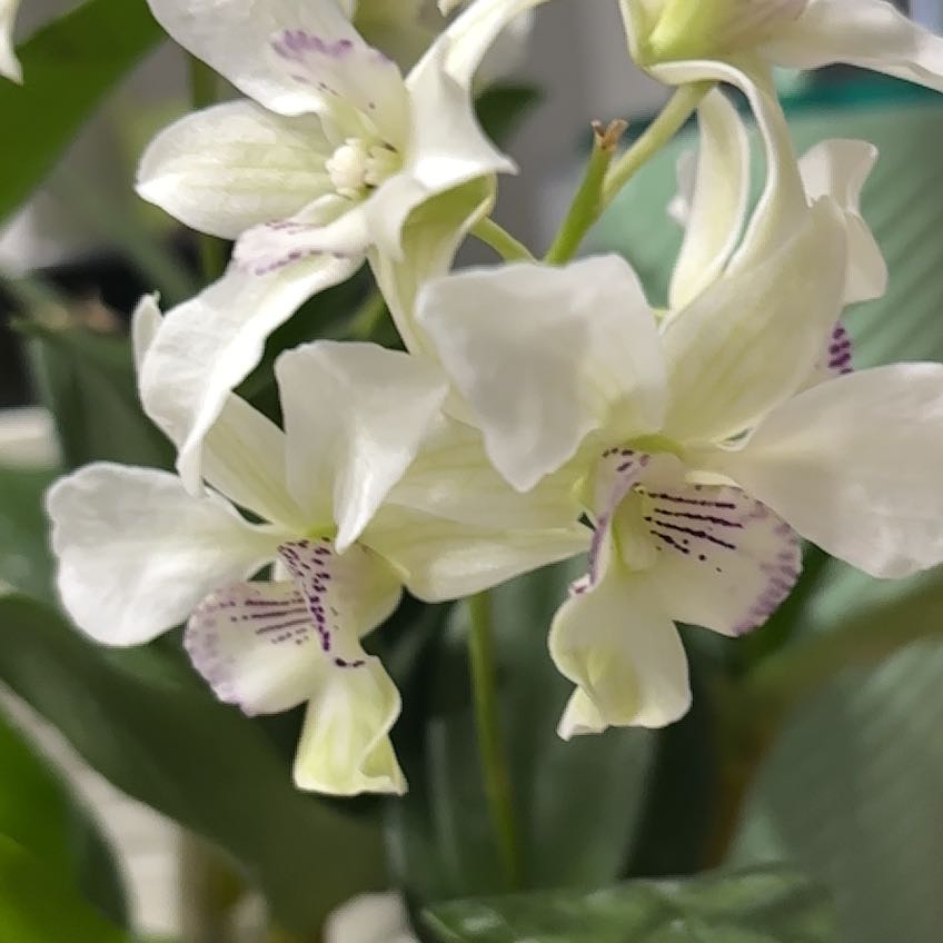 Photo of the plant species Dendrobium 'Mini Snowflake' by @Wineandvine named Ruth on Greg, the plant care app