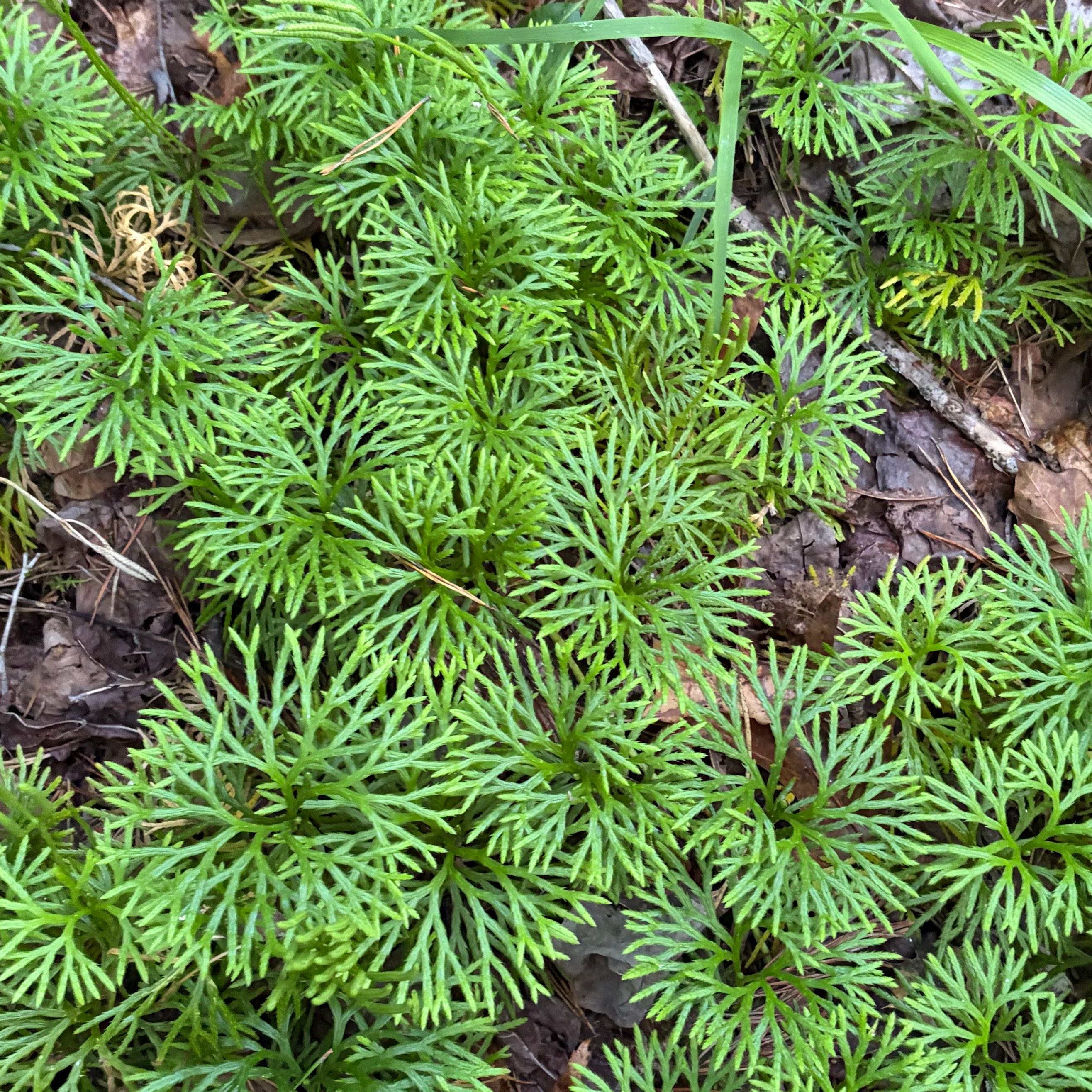 Photo of the plant species Dendrolycopodium dendroideum by @UndividedPomelo named Clooney on Greg, the plant care app