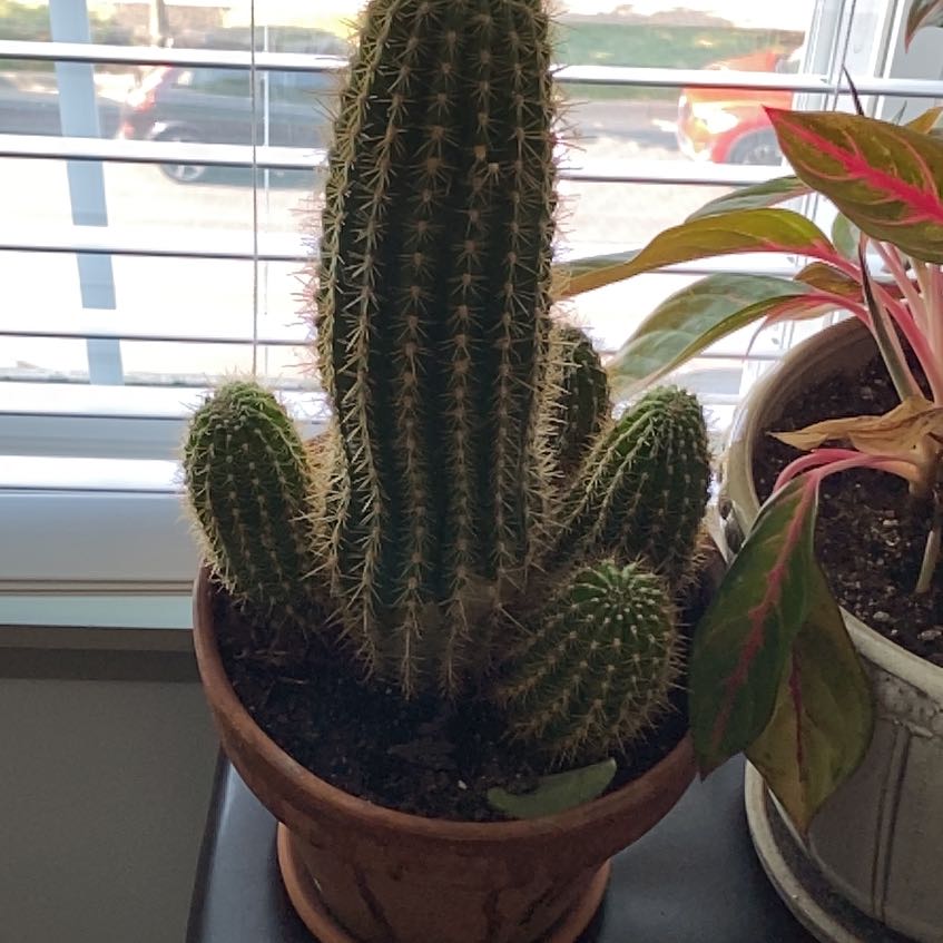 Potted Golden Torch cactus near a window with another plant partially visible.