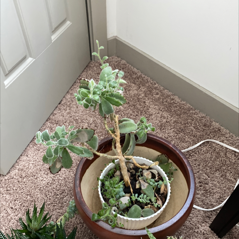 Panda Plant (Kalanchoe tomentosa) in a pot with fuzzy, gray-green leaves and brown edges.