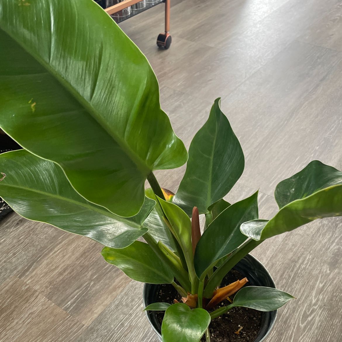 Photo of the plant species Blushing Philodendron by @Rae21 named Eliza on Greg, the plant care app