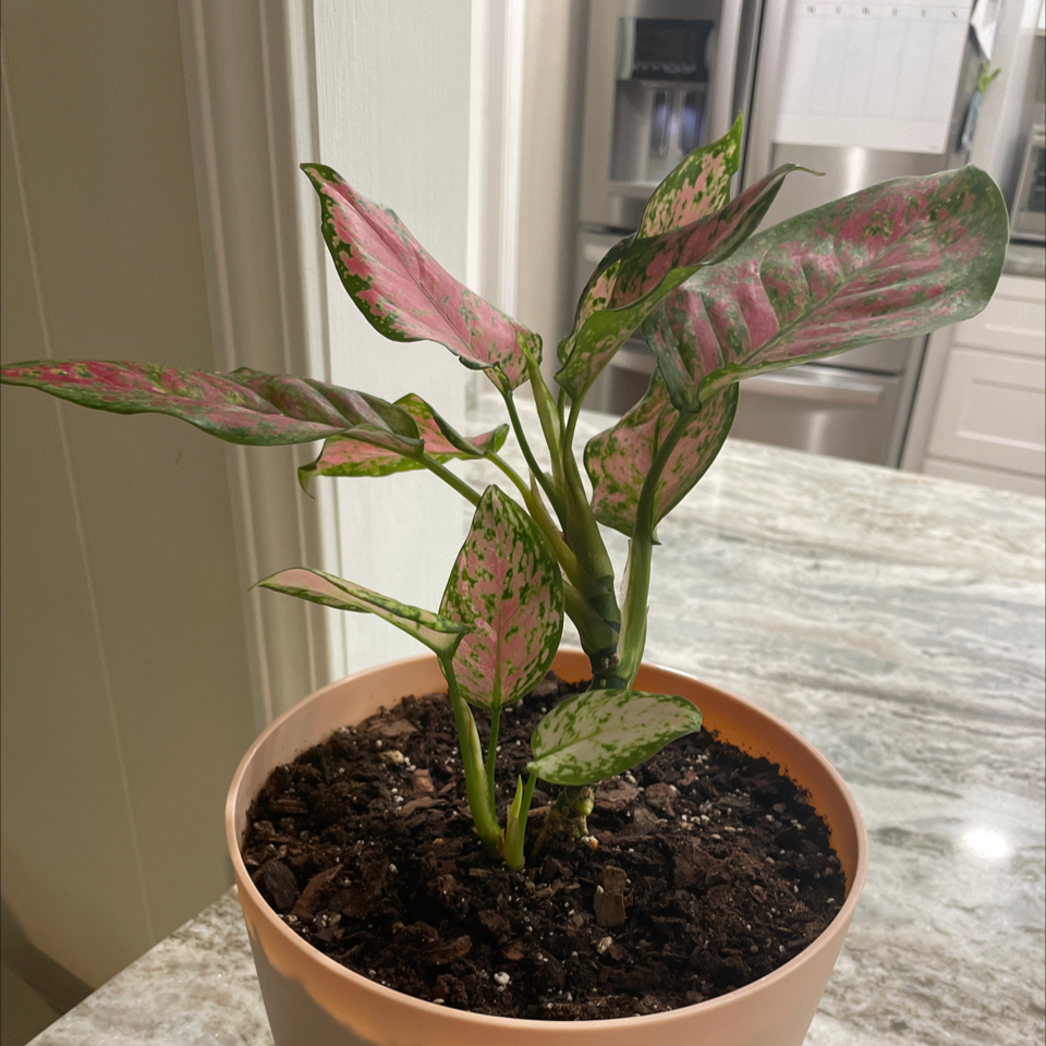 Pink Dalmatian Aglaonema plant in a pot with vibrant pink and green leaves.