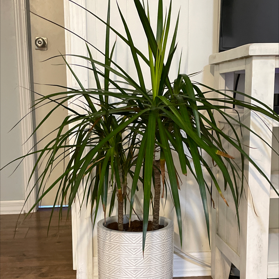 Dracaena marginata 'Bicolor' plant in a decorative pot with some browning on lower leaves.