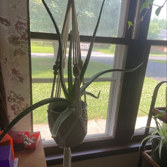 Aloe vera plant in Republic, Missouri