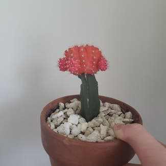 Moon Cactus plant in Fort Mill, South Carolina