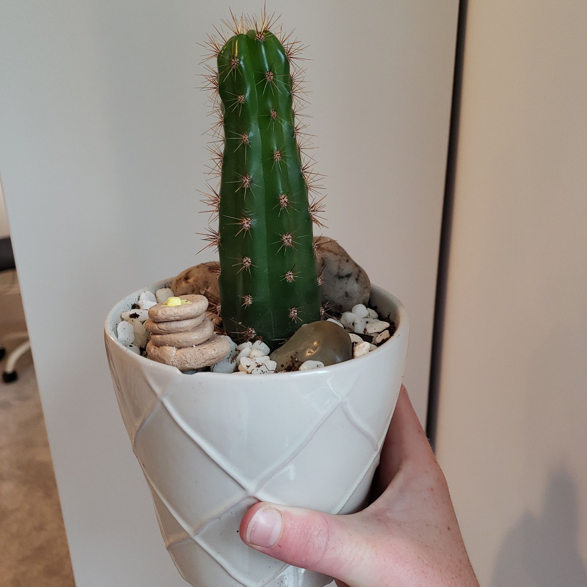 Toothpick Cactus in a white pot held by a hand, appears healthy.