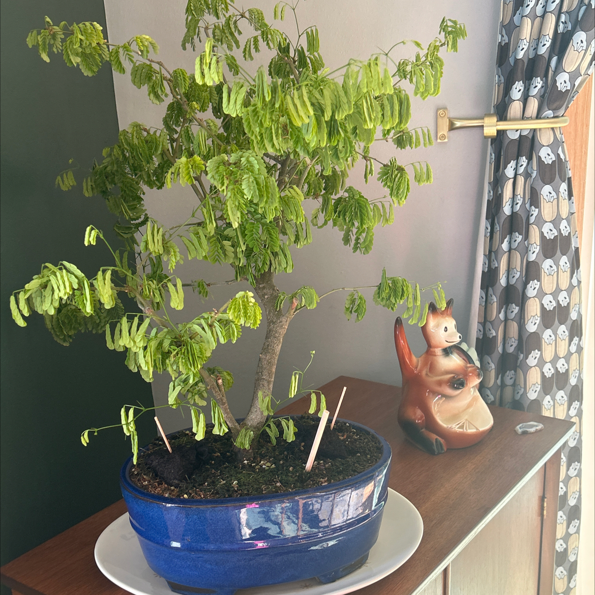 Photo of the plant species Brazilian Rain Tree by @katiesoasis86 named Astrud on Greg, the plant care app