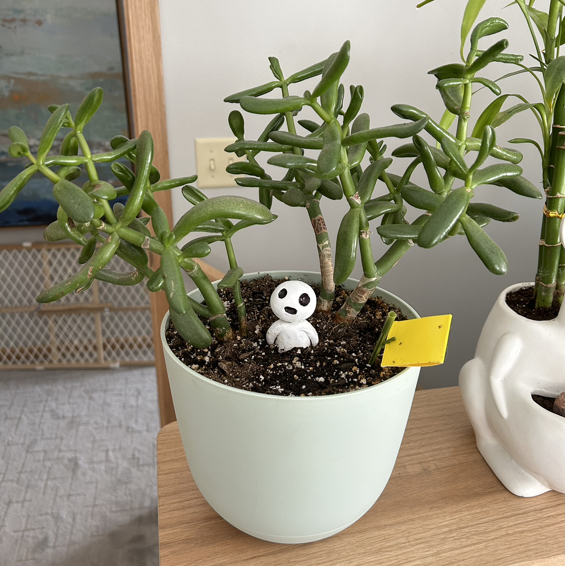 Lucky Plant plant photo by @katiesoasis86 named Rory on Greg, the plant care app.