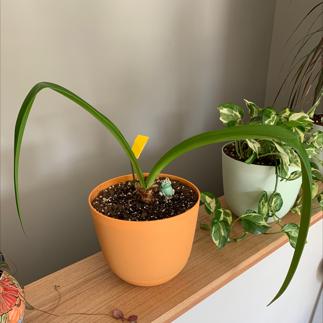 Barbosa Lily in an orange pot with long green leaves, another plant in the background.