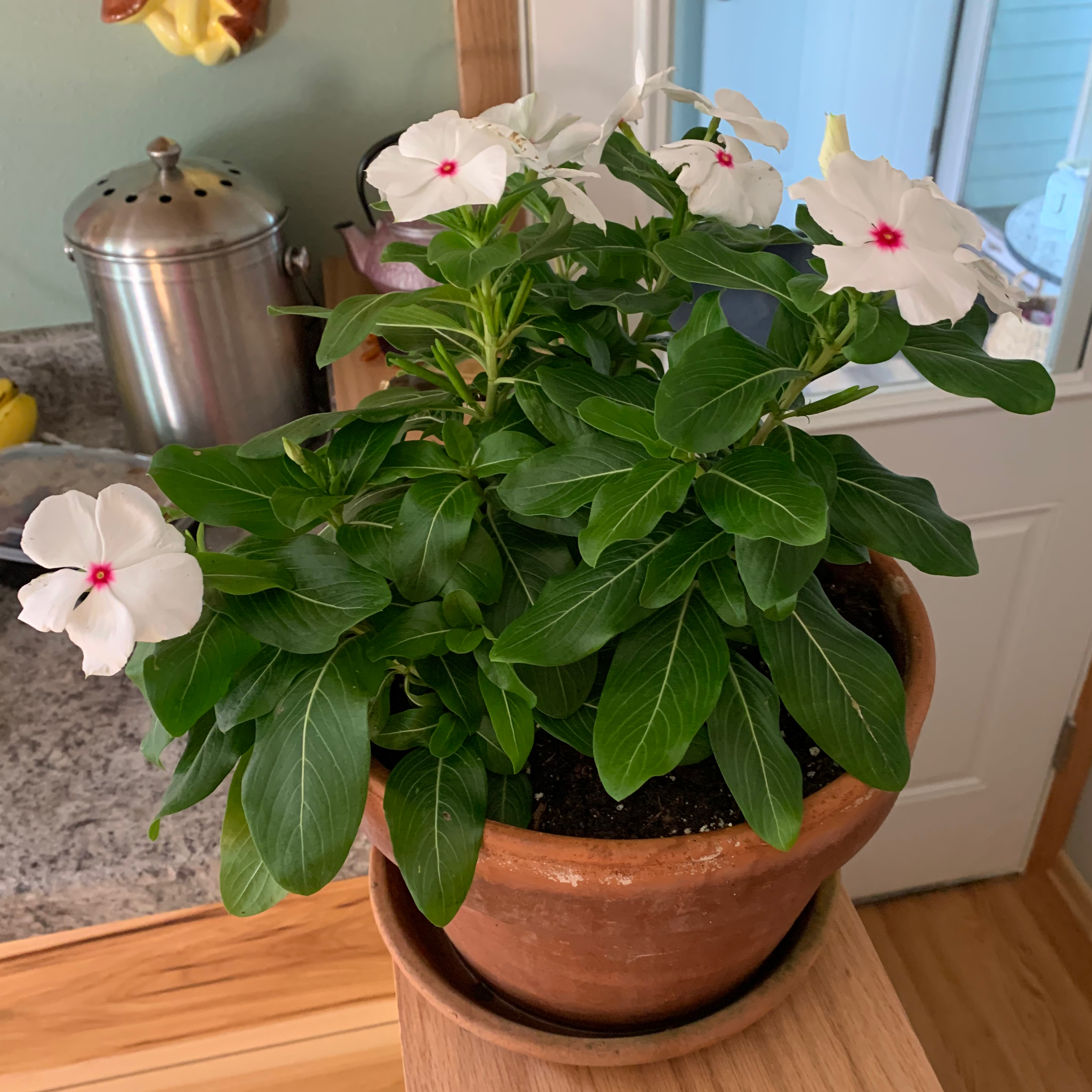 Bright Eyes plant in a terracotta pot with white flowers and red centers, placed indoors.