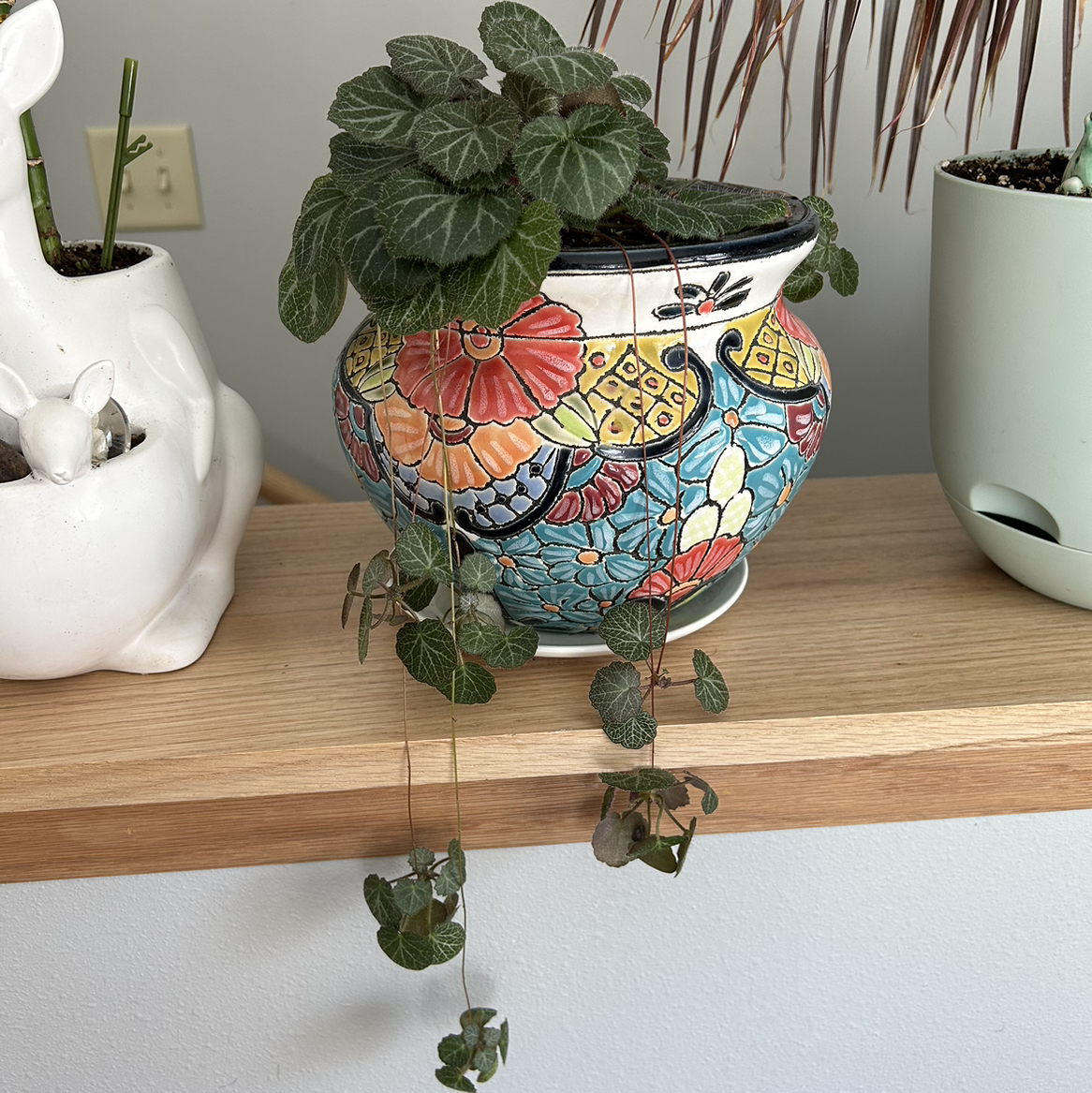 Strawberry Begonia plant in a colorful pot on a wooden shelf, healthy green leaves.
