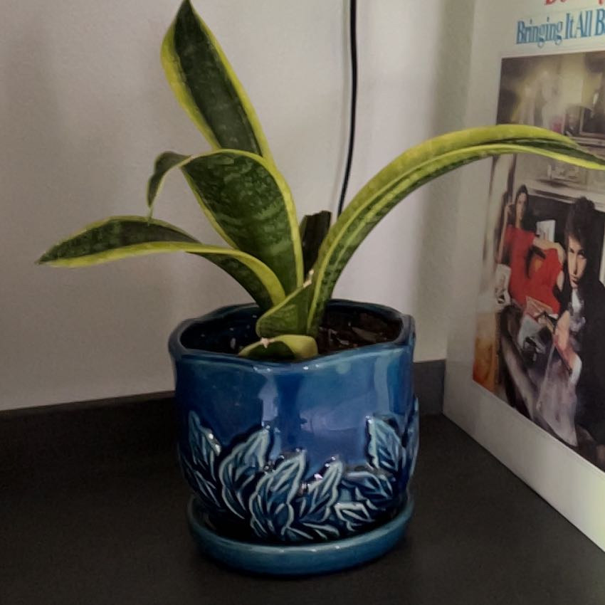 Photo of the plant species Birdsnest by @katiesoasis86 named Midge on Greg, the plant care app