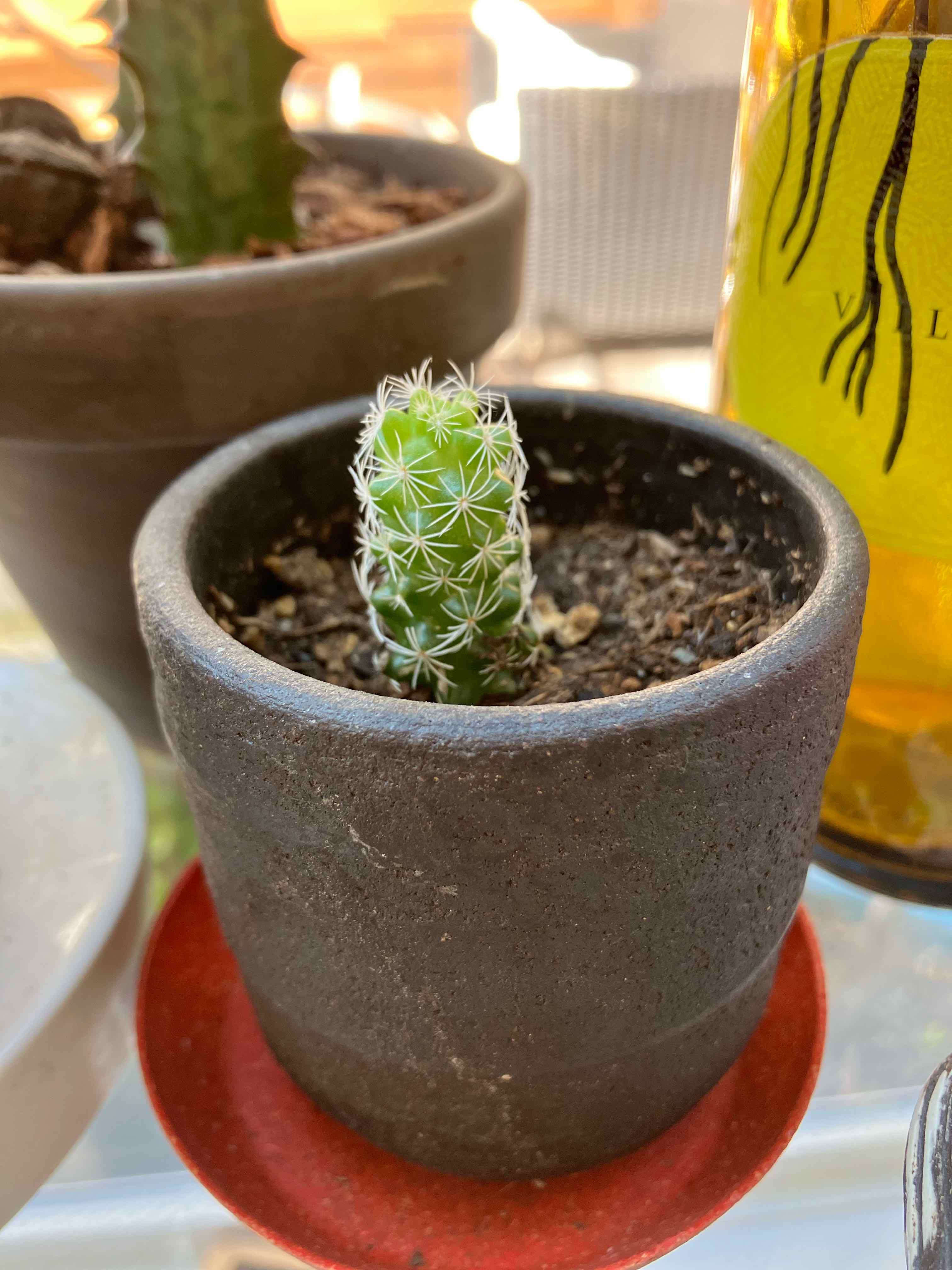A healthy Thimble Cactus in a pot with visible soil.
