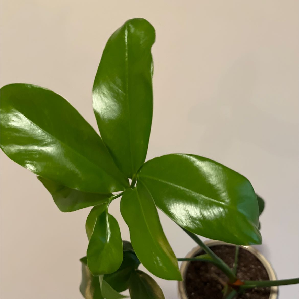 Thaumatophyllum spruceanum plant with healthy, glossy green leaves in a pot.