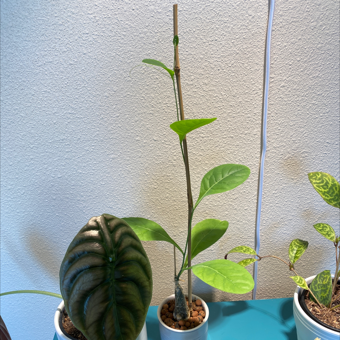 Plant care for Namibian Cucumber on Greg, the plant care app