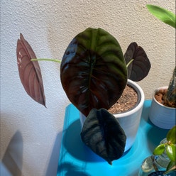 Alocasia ‘Red Secret’ plant