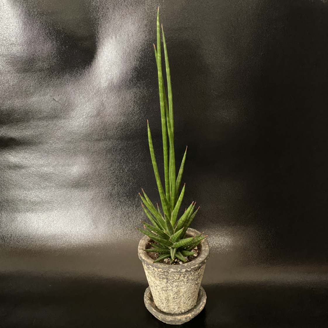 Sansevieria francisii plant in a pot against a dark background.