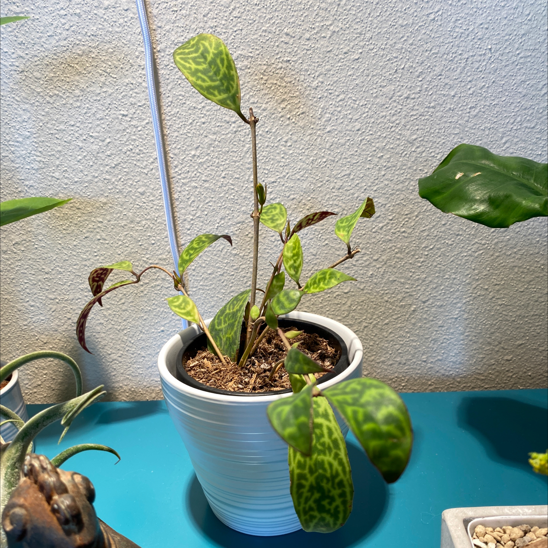 Potted Black Pagoda Lipstick Plant with variegated leaves, some browning, on a blue surface.