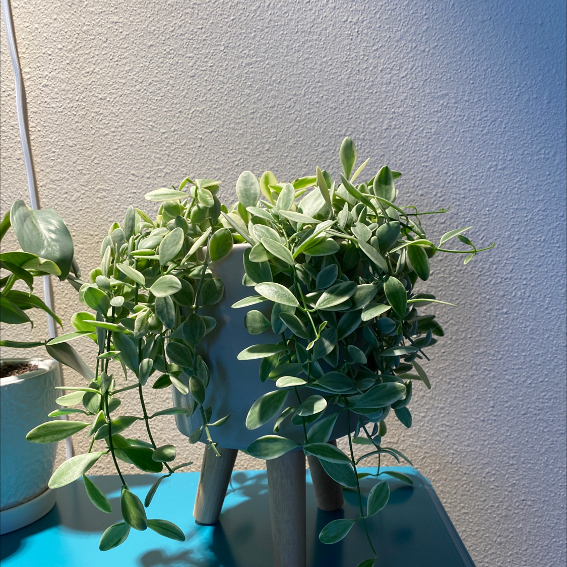 Dischidia oiantha 'Variegata' plant in a white pot, healthy and well-cared for.
