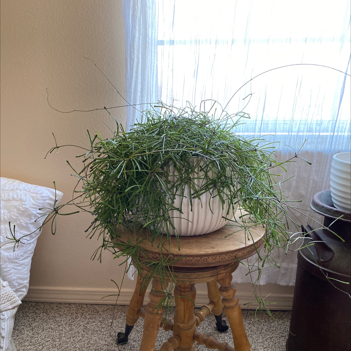 Potted Grass-leaved Hoya plant with long, thin leaves on a wooden stool indoors.