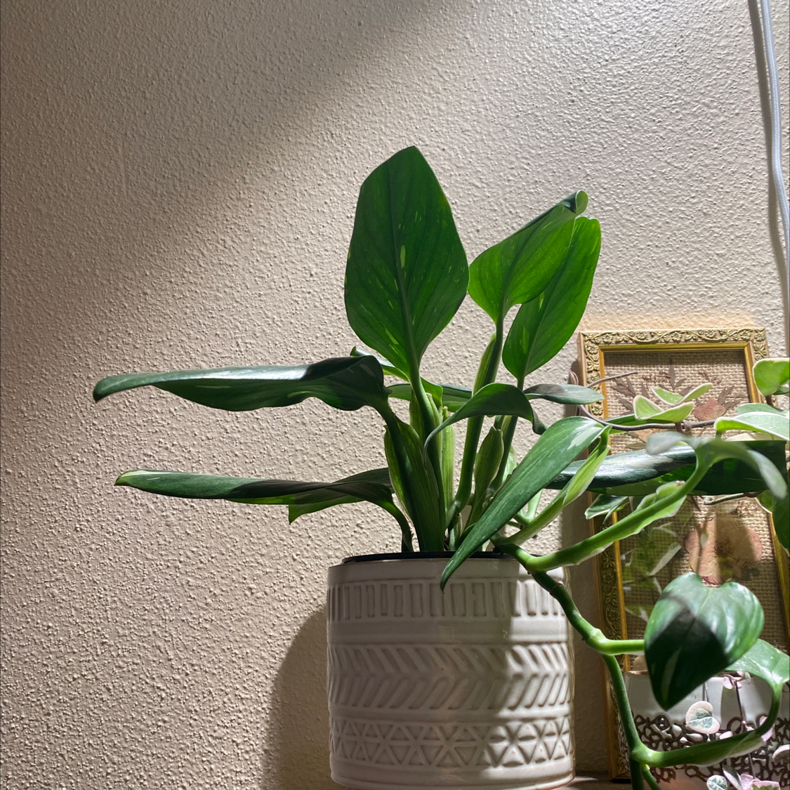 Monstera Cobra plant in a decorative pot with vibrant green leaves.