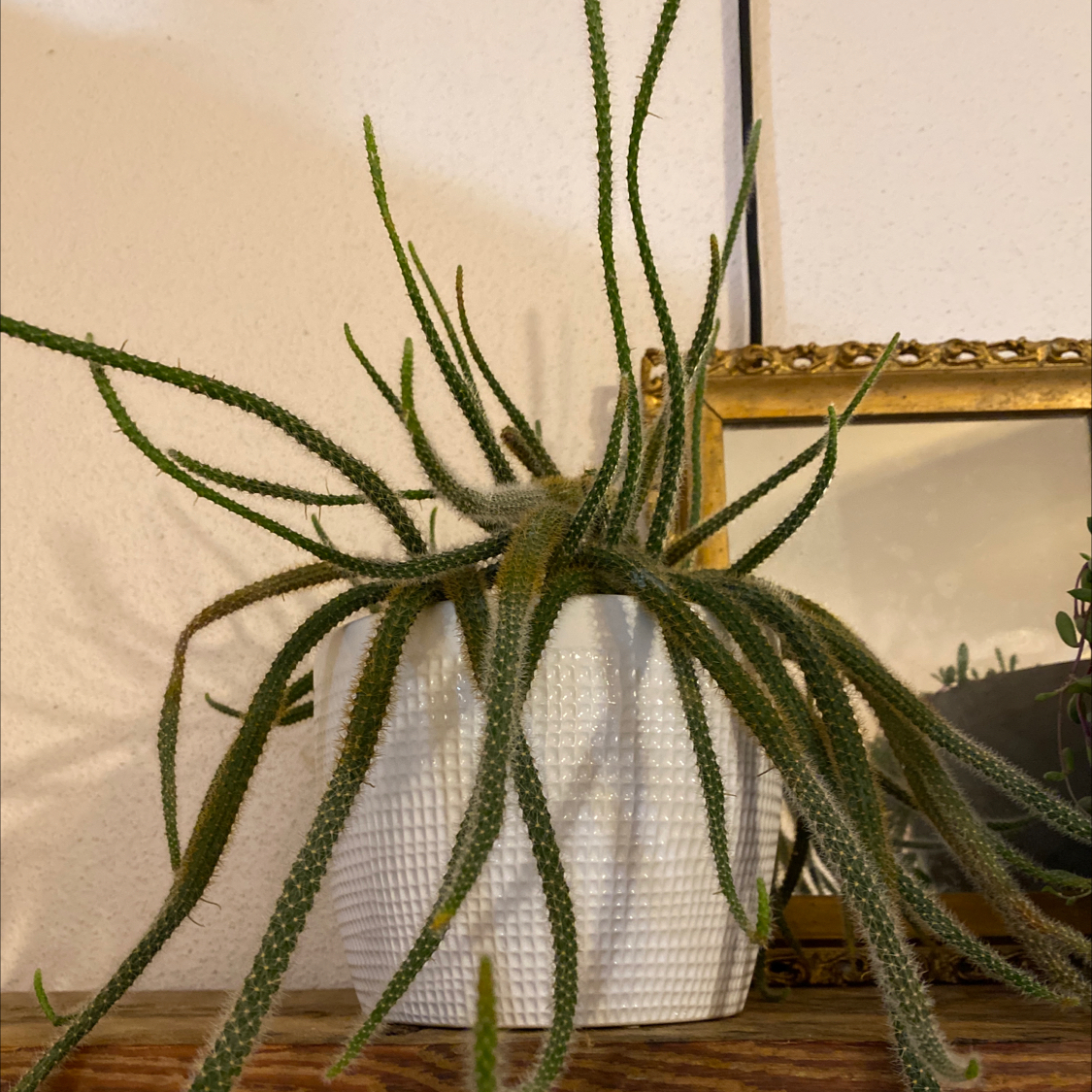 Rat Tail Cactus in a white pot with long, trailing stems.