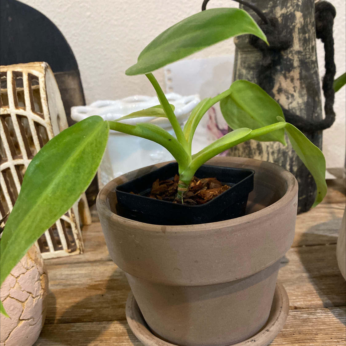 Philodendron 'Jose Buono' plant in a small pot, healthy green leaves.