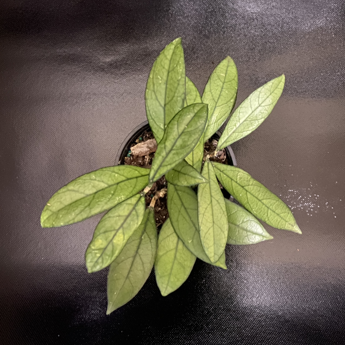 Best Potting Soil Mix for Hoya crassipetiolata