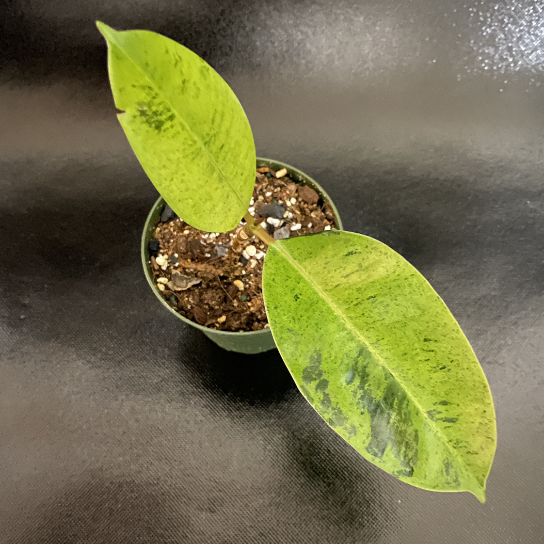 Ficus elastica 'Shivereana' plant with two leaves showing black spots and visible soil.