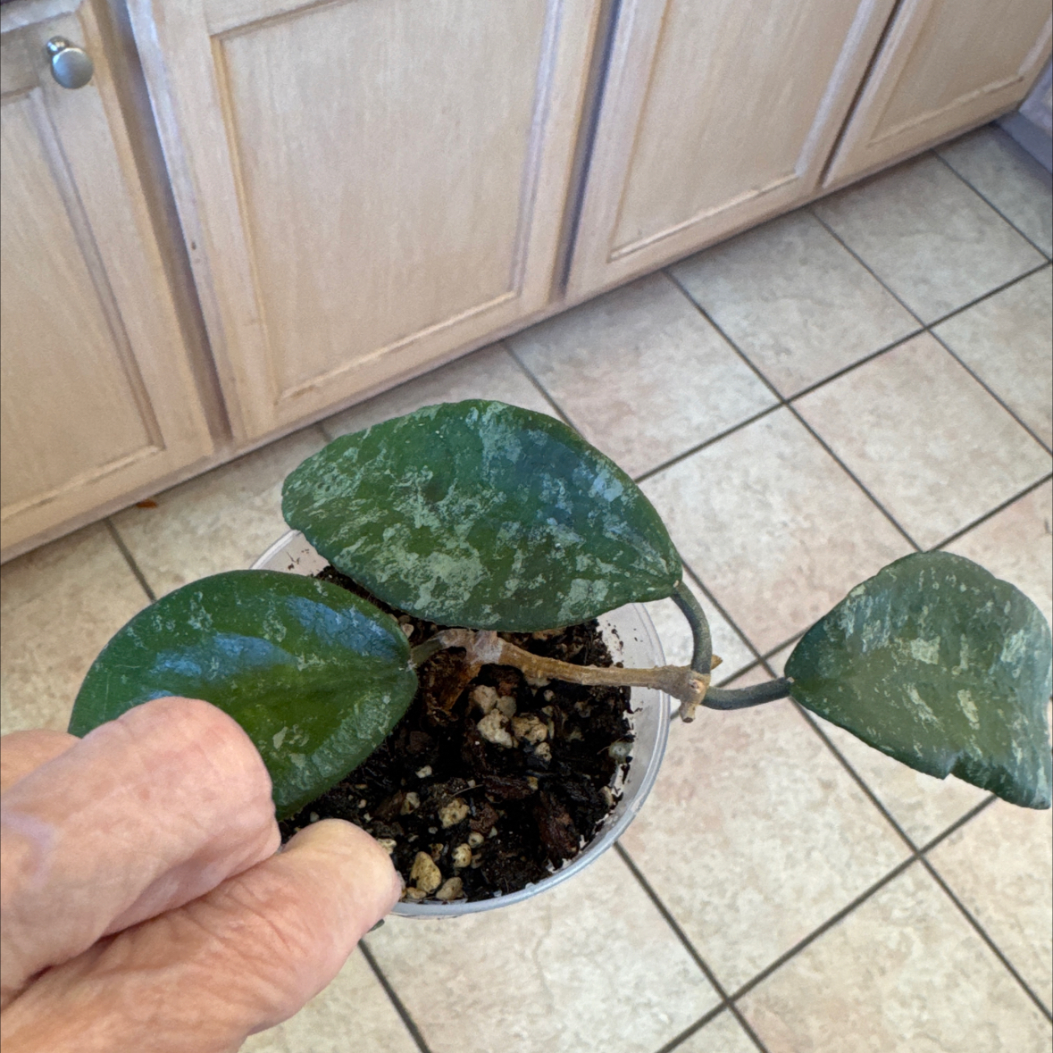 Photo of the plant species Waxplant by @CoolNoblefir named Hoya Caudata Gold:dining room 2nd shelf on Greg, the plant care app