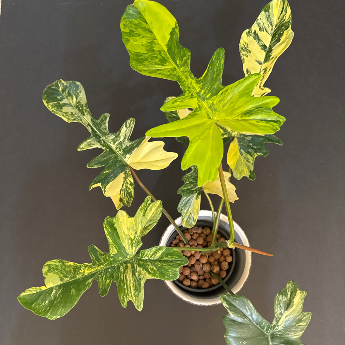 Photo of the plant species Assorted Philodendron by @CoolNoblefir named (15) Philodendron Kitina/upstairs under grow light on Greg, the plant care app