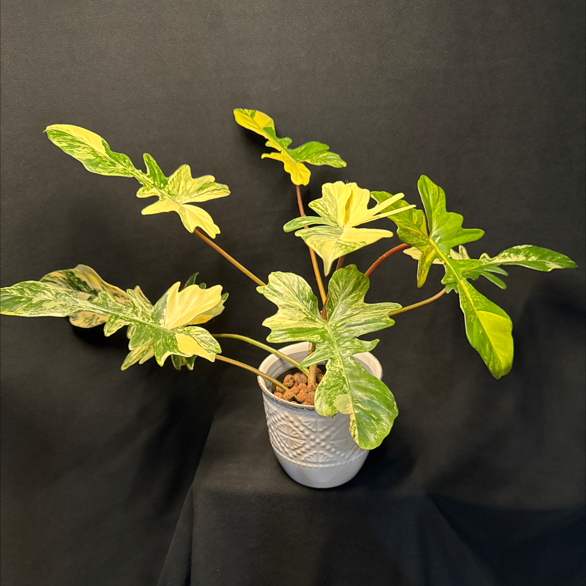 Photo of the plant species Assorted Philodendron by @CoolNoblefir named (15) Philodendron Kitina/upstairs under grow light on Greg, the plant care app