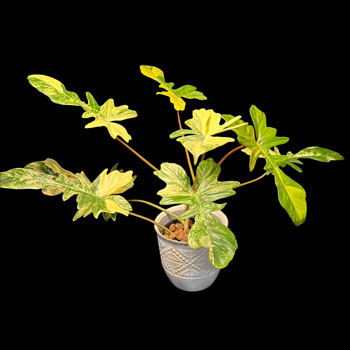 Photo of the plant species Assorted Philodendron by @CoolNoblefir named (15) Philodendron Kitina/upstairs under grow light on Greg, the plant care app