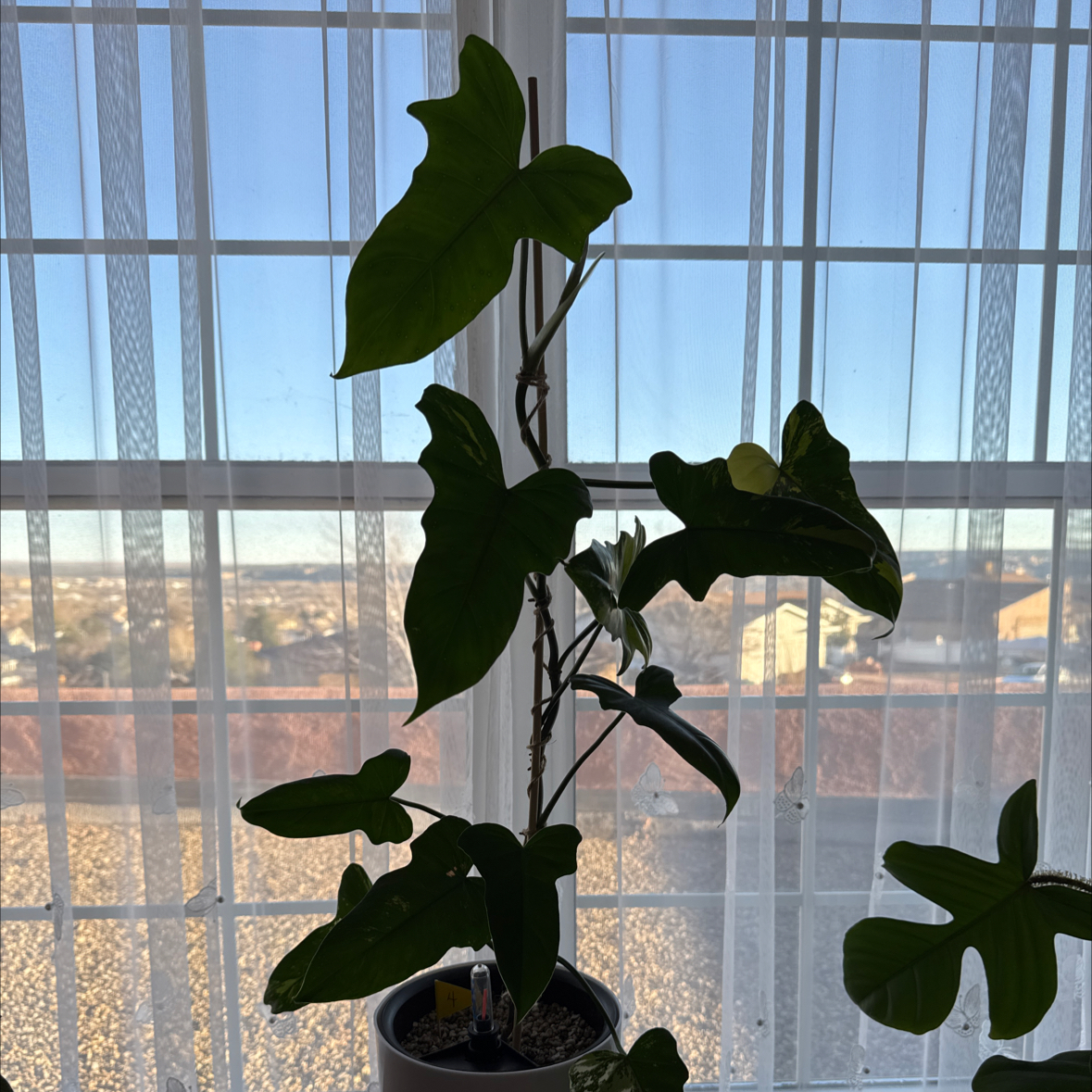 Photo of the plant species Philo Golden Dragon by @CoolNoblefir named (04) Philodendron golden dragon mint variegated on Greg, the plant care app