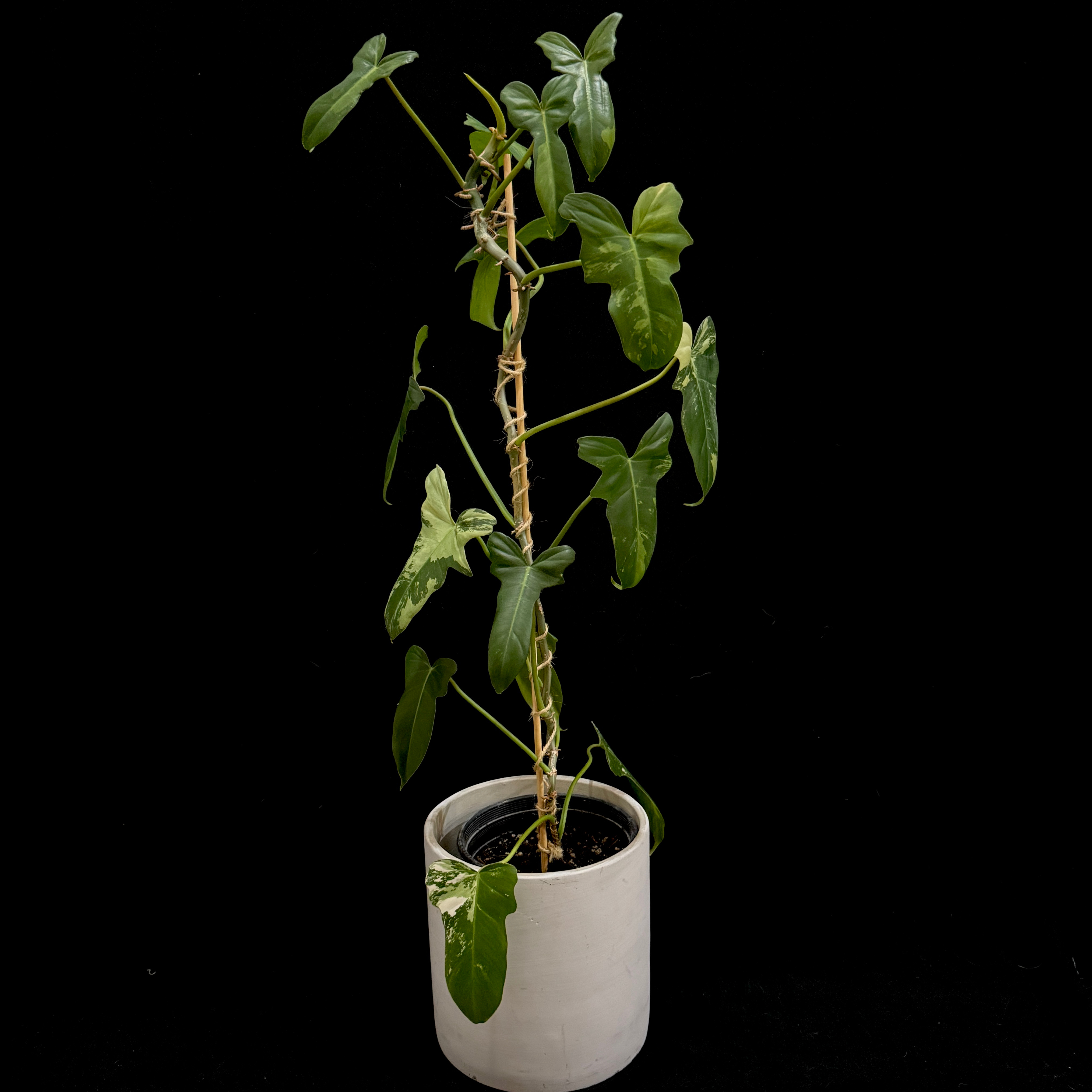 Photo of the plant species Philo Golden Dragon by @CoolNoblefir named (04) Philodendron golden dragon mint variegated on Greg, the plant care app