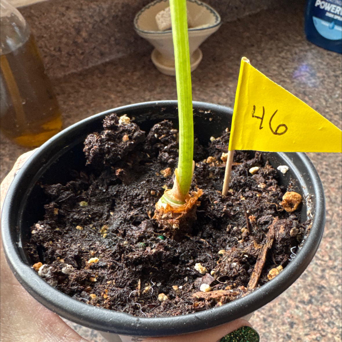 Photo of the plant species Alocasia Variagated by @CoolNoblefir named (46) Alocasia Appaloosa Gold on Greg, the plant care app