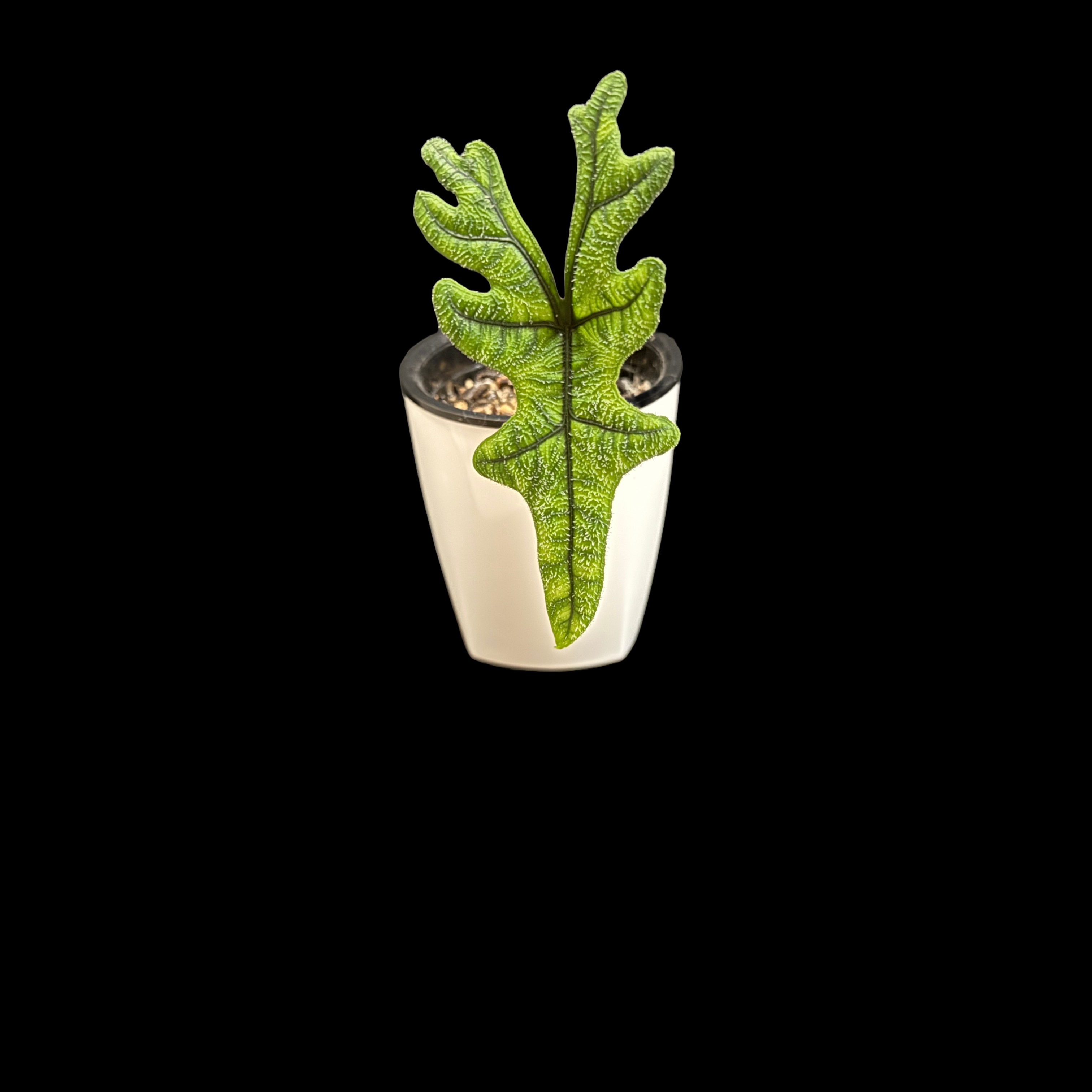 Photo of the plant species alocasia jacklyn by @CoolNoblefir named (07) Upstairs over tv on Greg, the plant care app