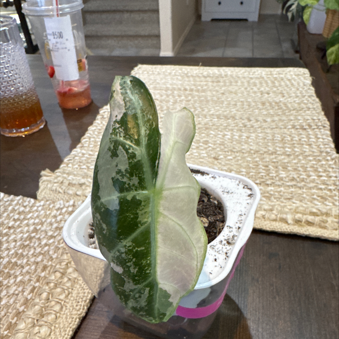 Photo of the plant species Alocasia Pink Dragon Variegated by @CoolNoblefir named Alocasia Pink Dragon Albo Variegated on Greg, the plant care app