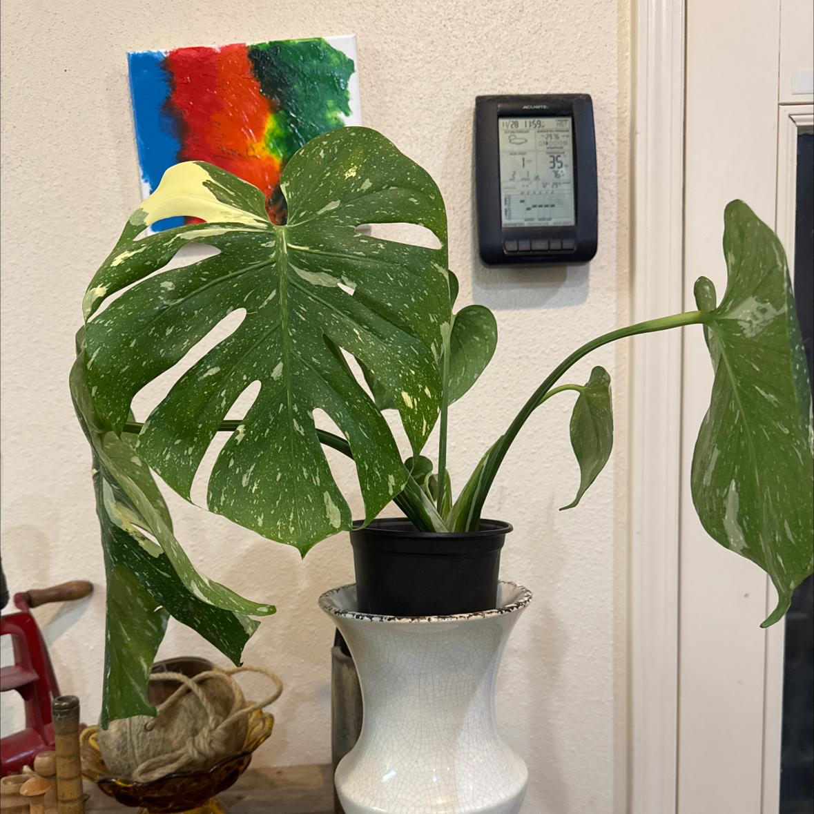 Photo of the plant species monstera Thai Con by @CoolNoblefir named (03) Monstera Thai Con /Upstairs my nightstand on Greg, the plant care app