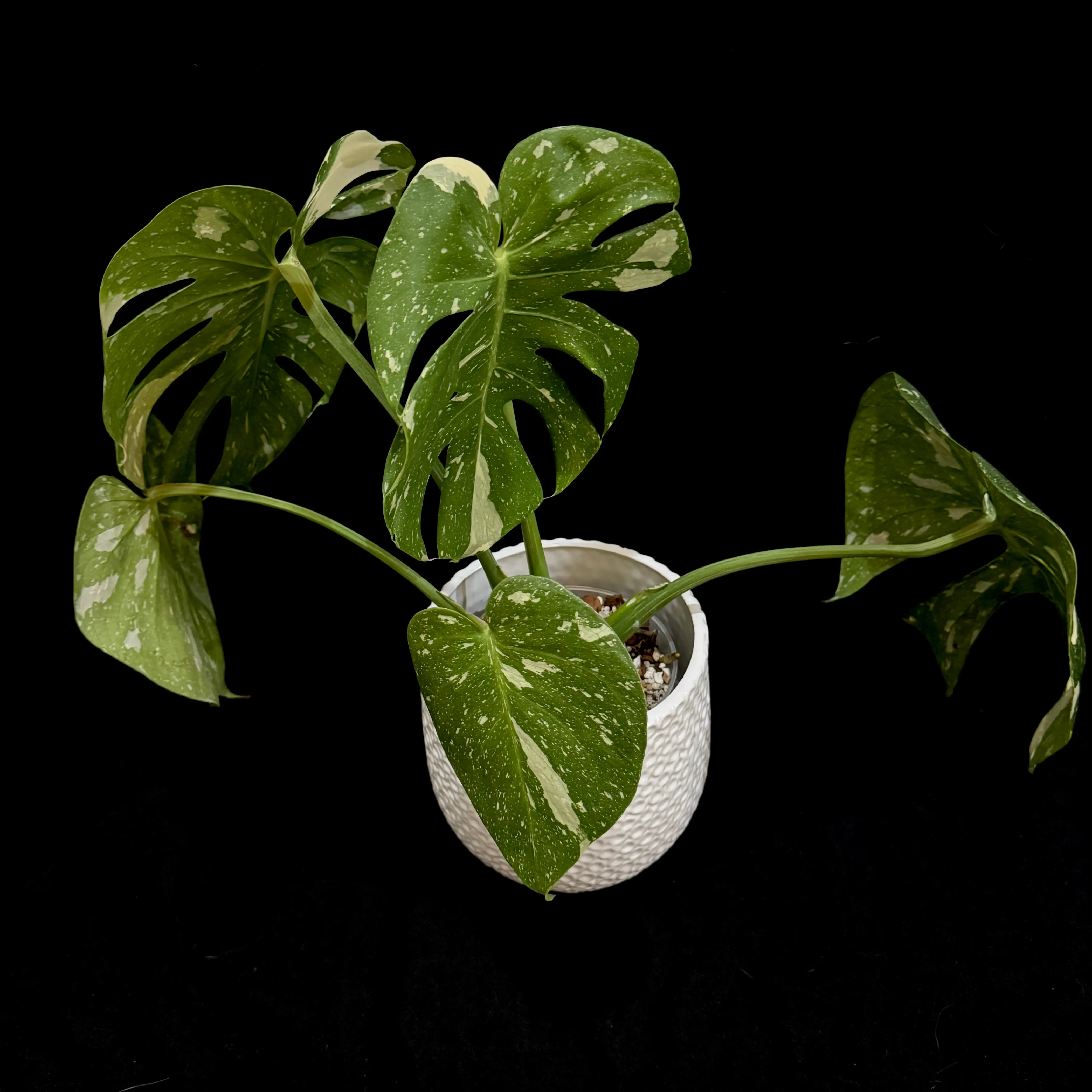 Photo of the plant species monstera Thai Con by @CoolNoblefir named (03) Monstera Thai Con /Upstairs my nightstand on Greg, the plant care app