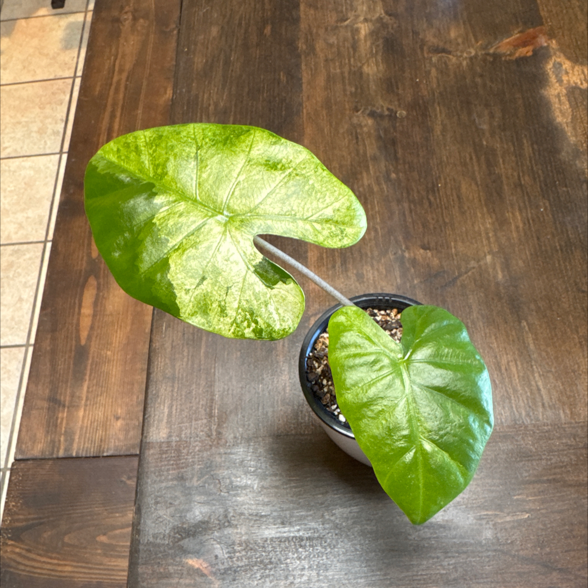 Photo of the plant species Alocasia Yucatan Princess by @CoolNoblefir named Alocasia Yucatan Princess/apaloosa gold? on Greg, the plant care app