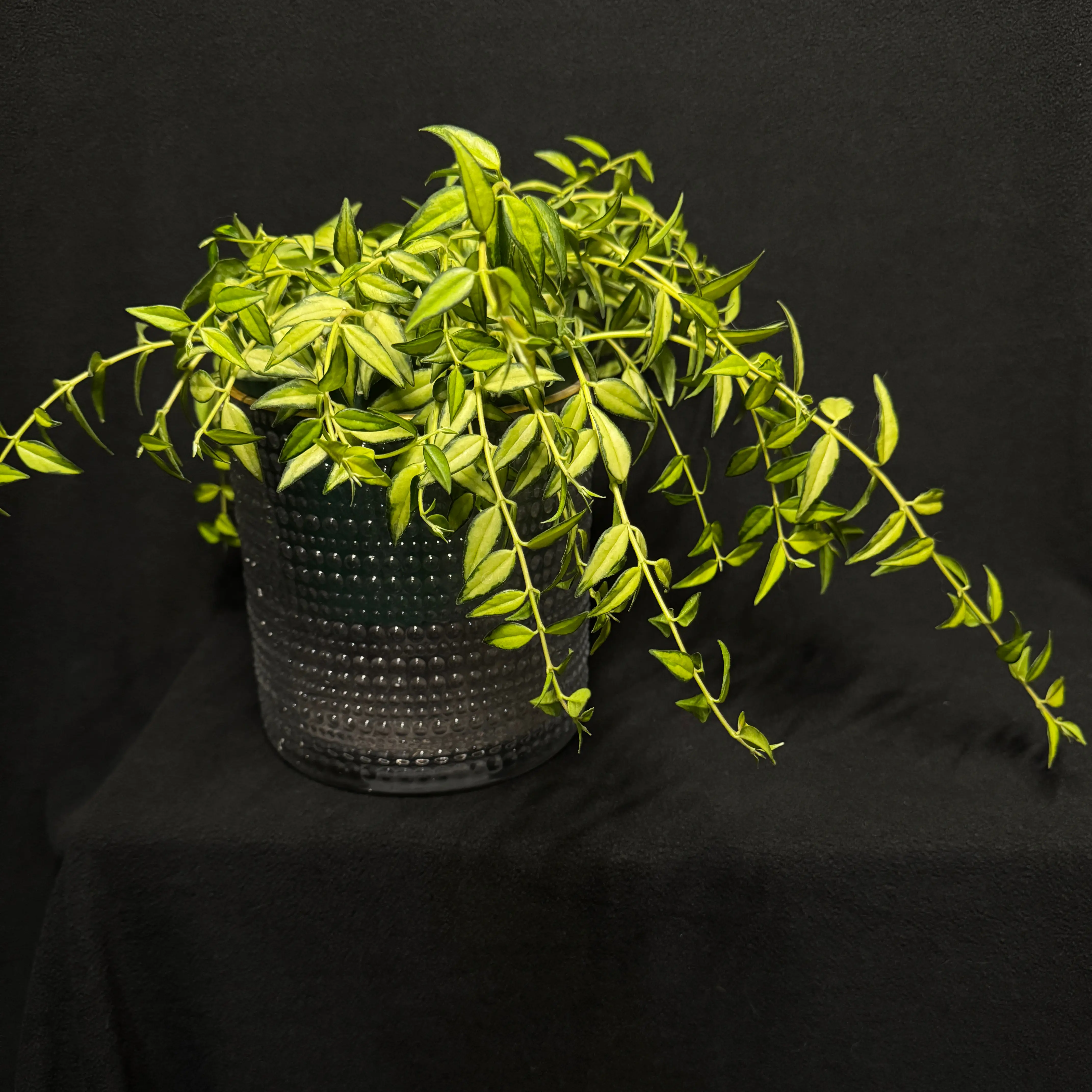 Photo of the plant species Hoya Bella Luis Bois by @CoolNoblefir named (18) Hoya Bella Reverse Luis Bous on Greg, the plant care app