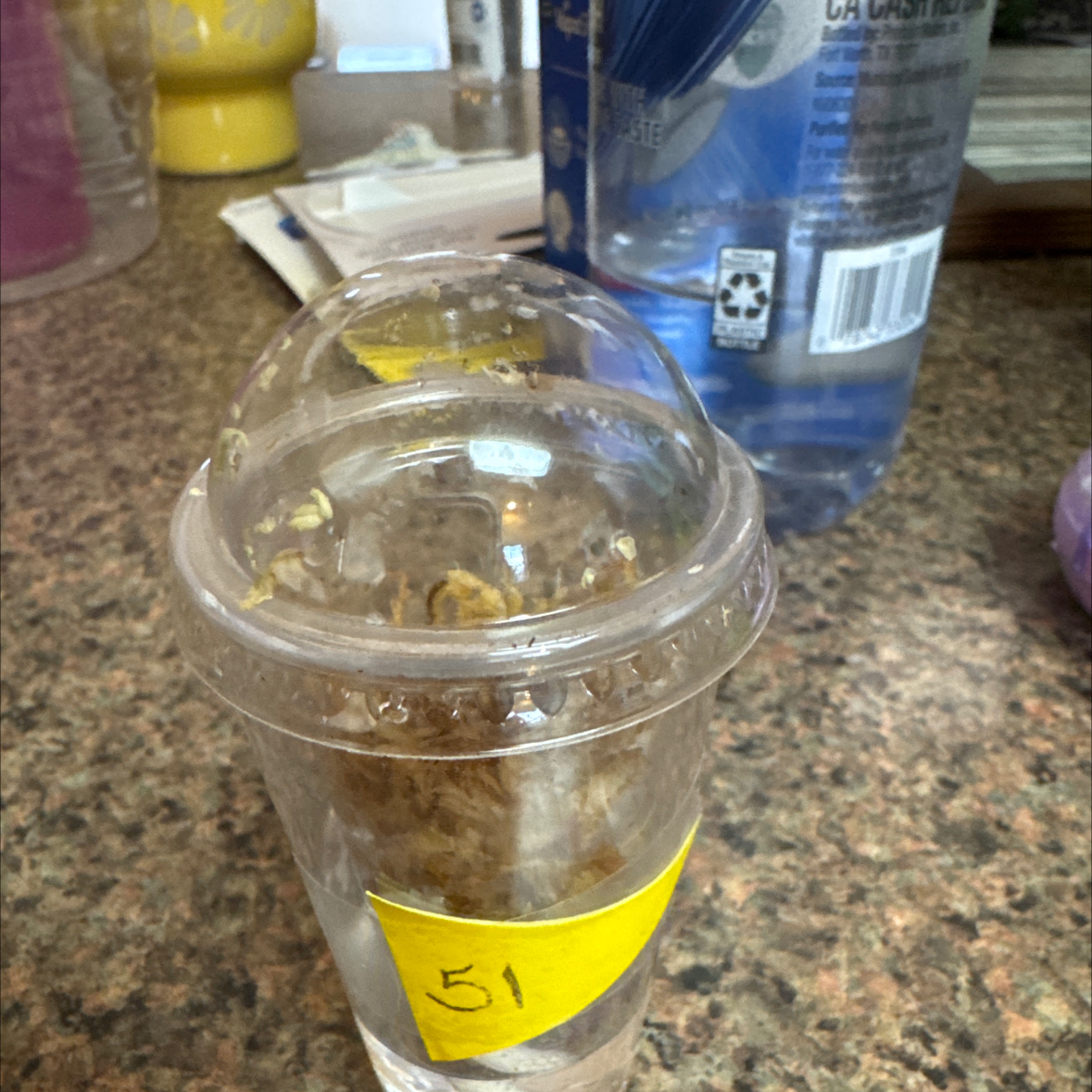 Photo of the plant species Alocasia Black Velvet by @CoolNoblefir named (51) Alocasia Amazonica Pink Variegated on Greg, the plant care app