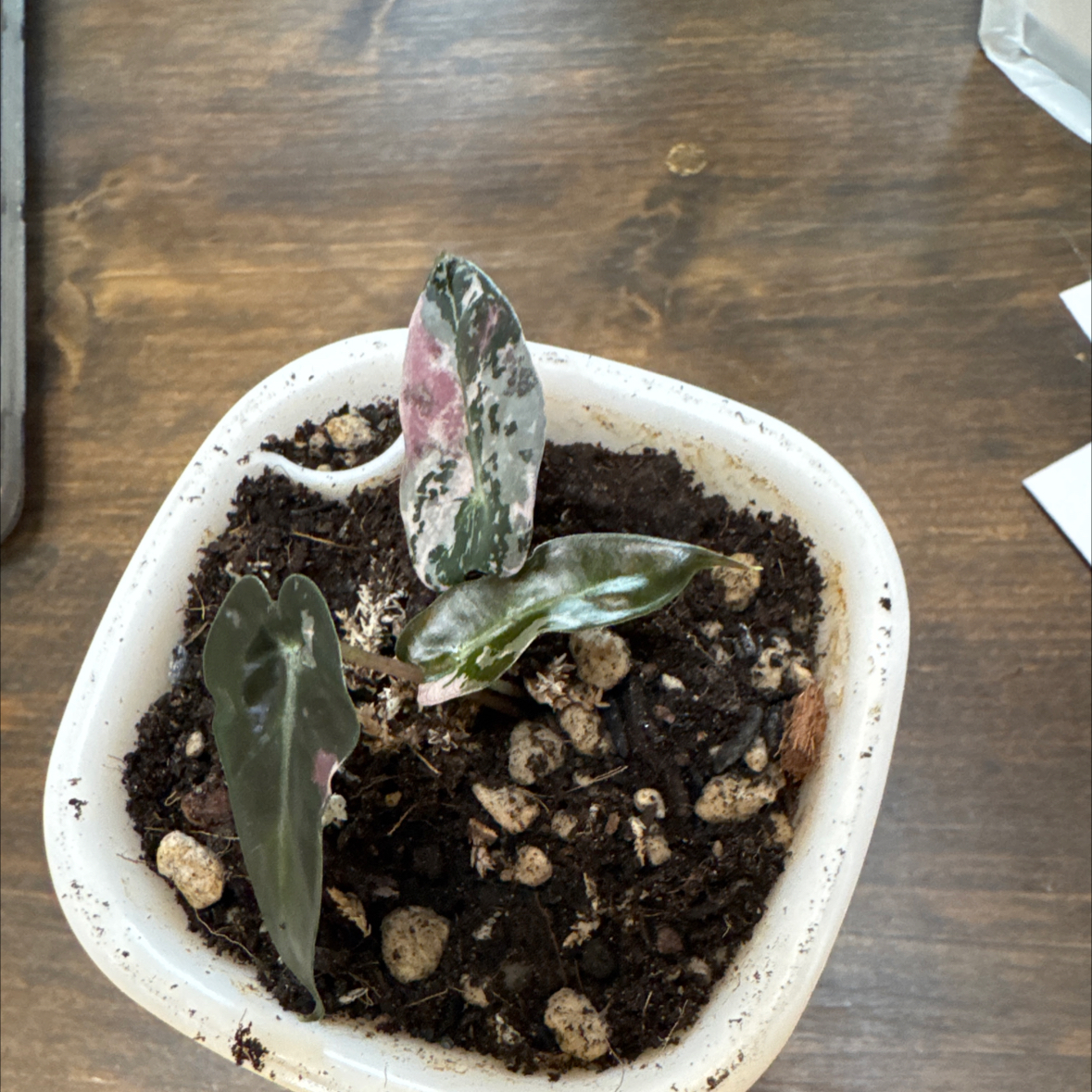 Photo of the plant species Alocasia Bambino Variegated Pink by @CoolNoblefir named Alocasia Bambino Variegated Pink on Greg, the plant care app