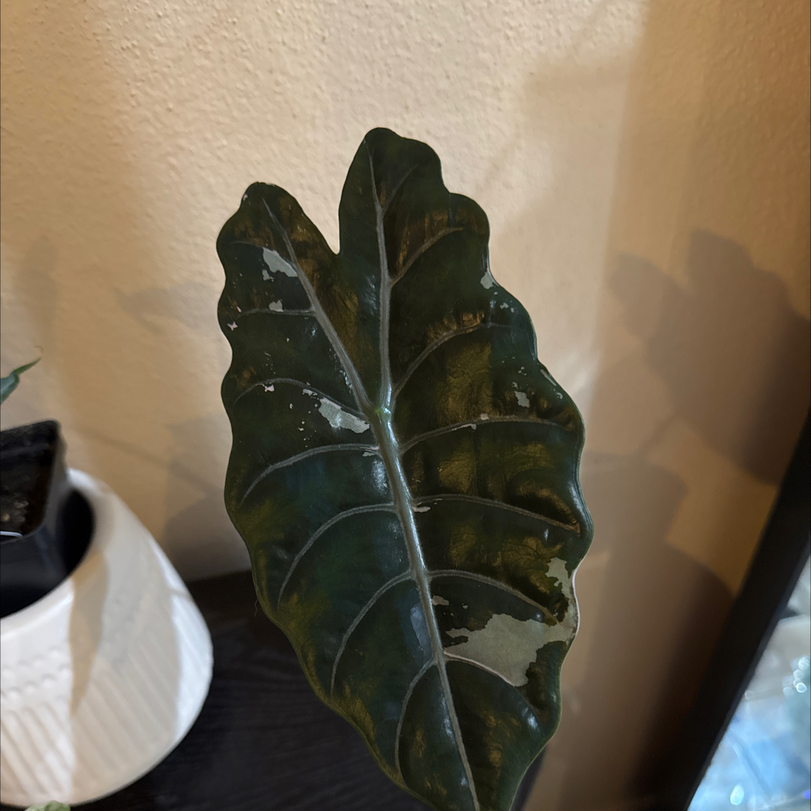 Photo of the plant species Alocasia Pink by @CoolNoblefir named (46) Alocasia Pink Chan on Greg, the plant care app
