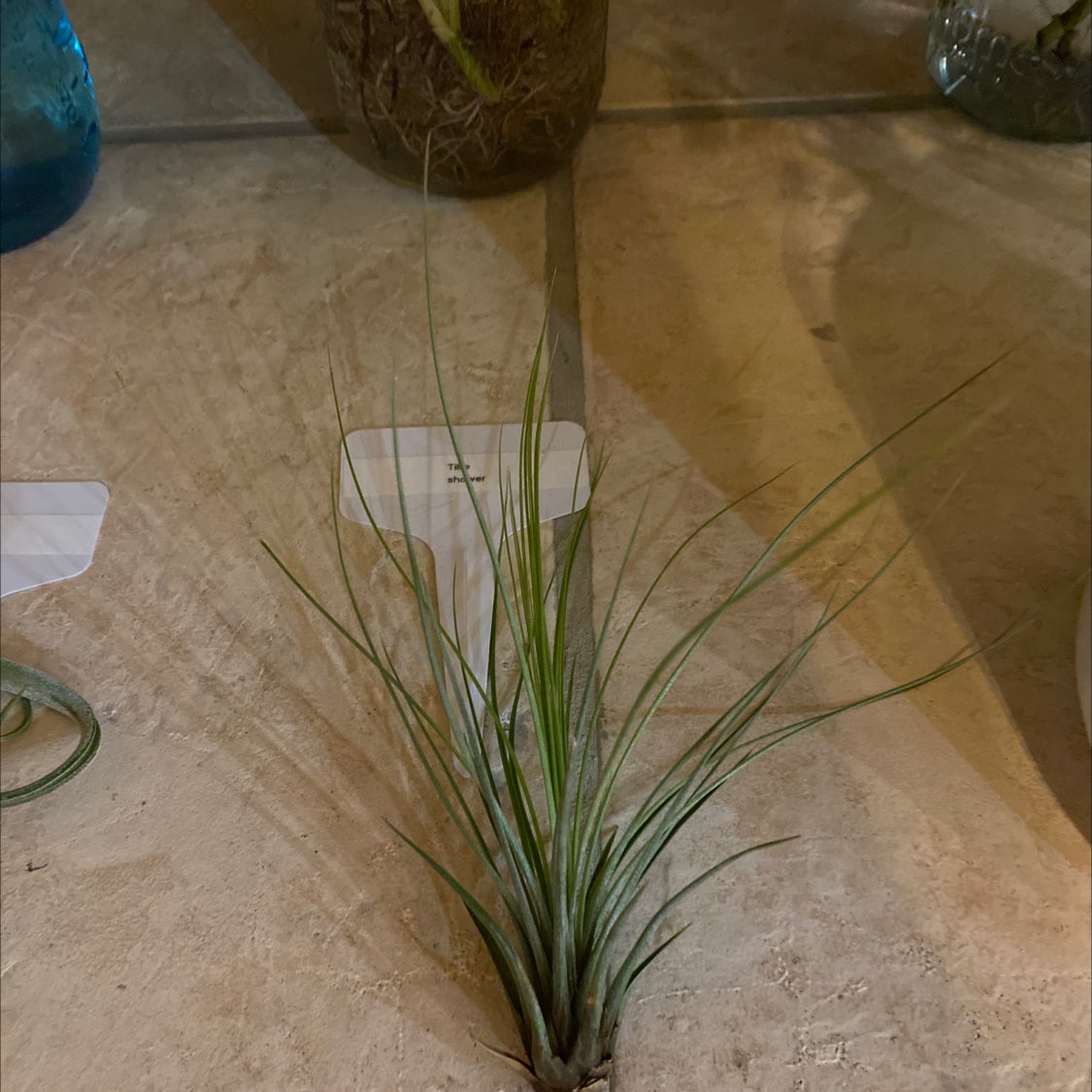 Tillandsia Juncea plant on a flat surface, appears healthy with green leaves.