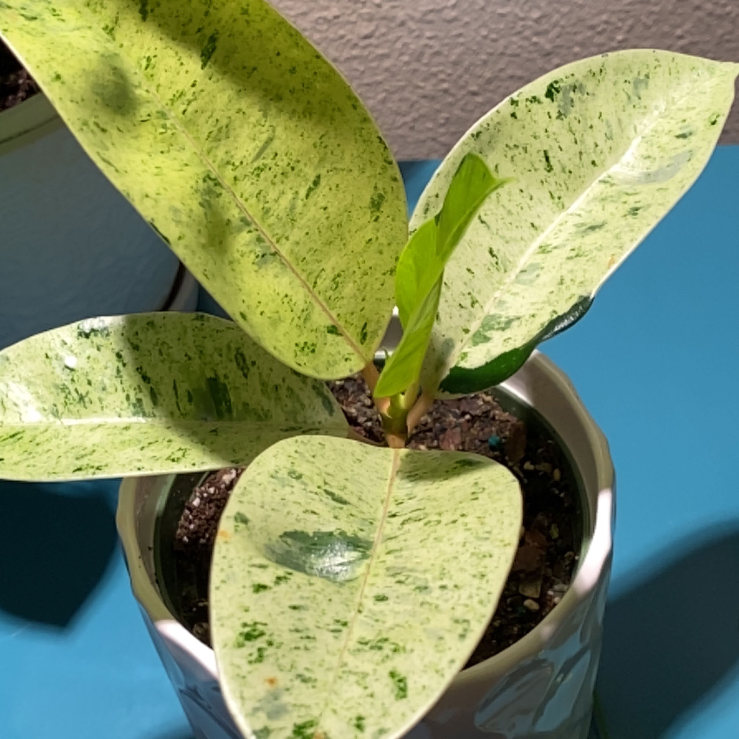 Ficus elastica 'Shivereana' plant with variegated leaves in a pot, well-framed and in focus.