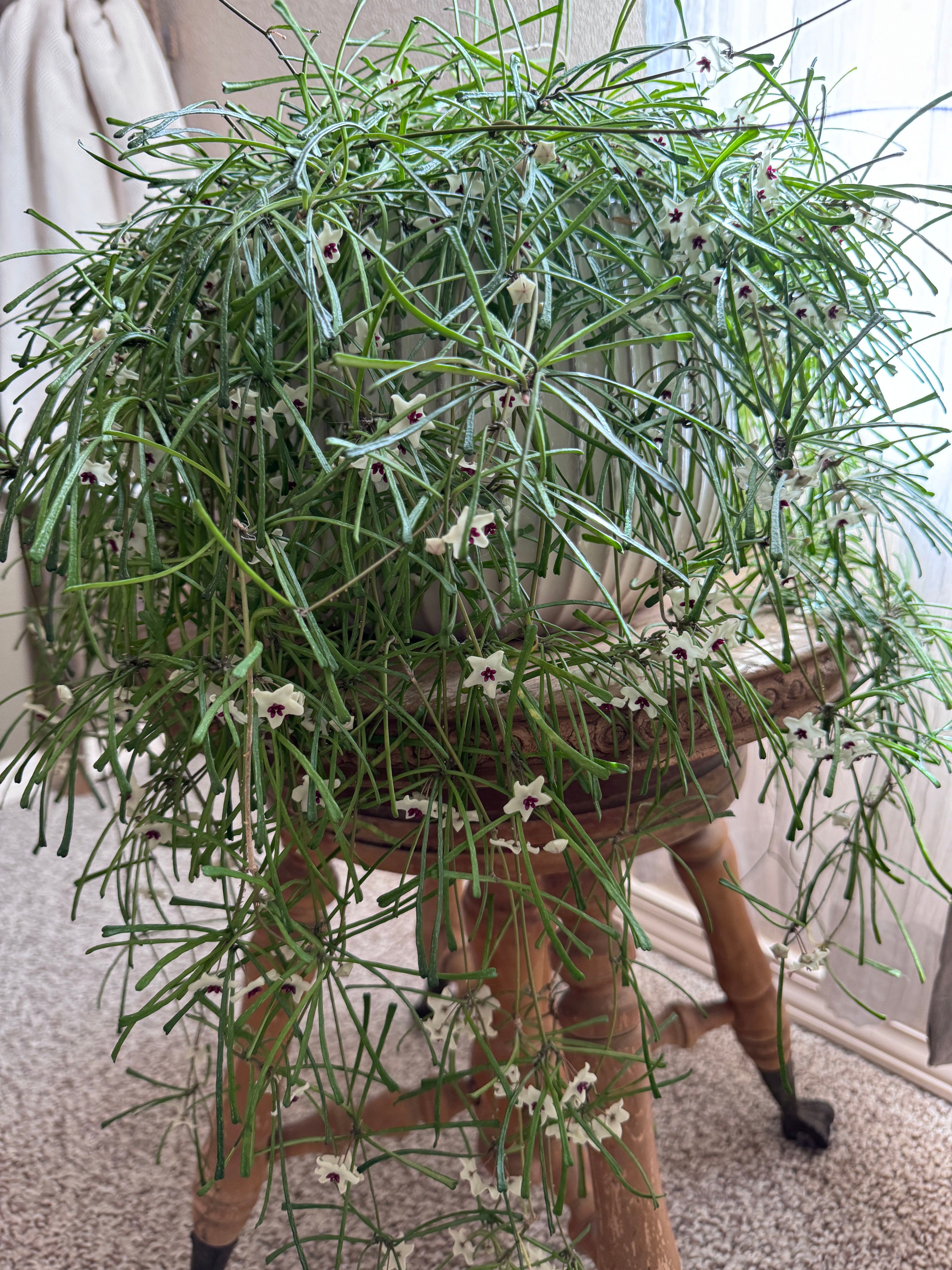 🌸 Hoya 'Pink' When to Plant