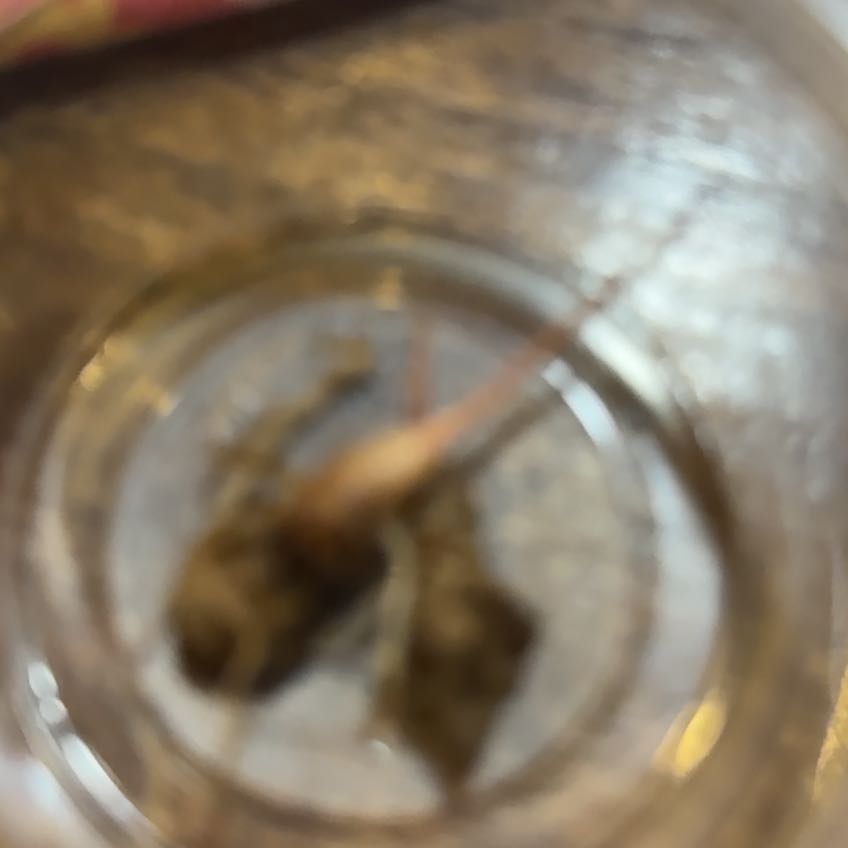 Photo of the plant species Alocasia Pink Bambino by @CoolNoblefir named Elle on Greg, the plant care app